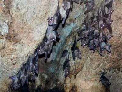 تخریب غار بی نظیر و تهدید حیات گونه نادر خفاش ایرانی
