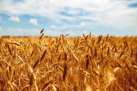 افزایش صادرات گندم به وعده‌ها نرسید
