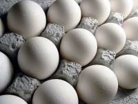 جمع آوری ۲۰۰میلیون تخم مرغ سمی از بازار آمریکا