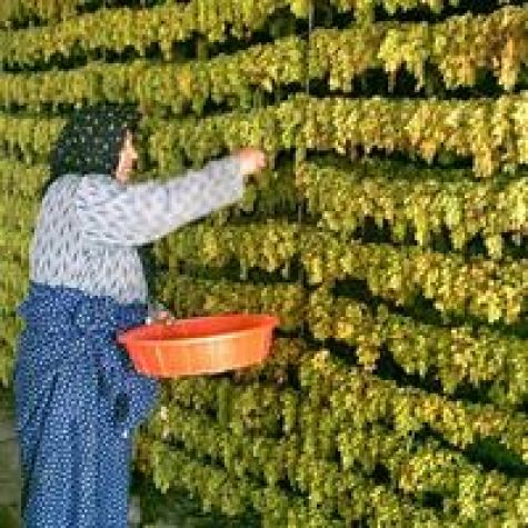 ثبت ملی دانش سنتی تهیه کشمش خلیل‌آباد باعث رونق صادرات این محصول می‌شود