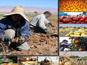 ممنوعیت ورود ۴محصول کشاورزی ایران به عراق