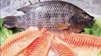 فعلاً خبری از ممنوعیت واردات ماهی تیلاپیا نیست
