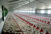 قیمت مرغ در ماه رمضان به مرز ۹هزار تومان می‌رسد