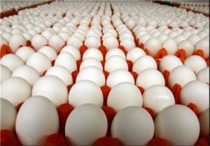 افزایش قیمت دلار و خشکسالی موانع کاهش قیمت تخم‌مرغ