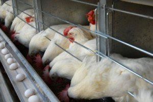 واردات گوشت مرغ از ایران به افغانستان ممنوع شد