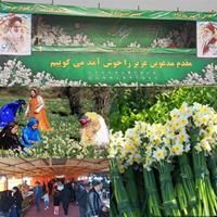 جشنواره گل نرگس در کازرون آغاز شد