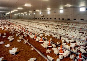 زیان ۱۸۰۰تومانی مرغداران در هر کیلوگرم مرغ