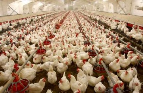 ایران جزو ۷کشور اول تولیدکننده گوشت مرغ