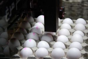 تحلیلی بر بازار تخم مرغ از ابتدای سال تاکنون
