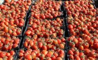 رشد تقاضا، عامل گرانی گوجه فرنگی زمستانی