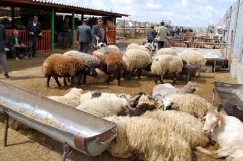 واردات گوشت گوسفندی در ازای صادرات دام زنده