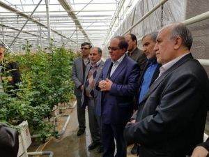 بازدید مدیرعامل بانک کشاورزی از طرح مشارکتی گلخانه هیدروپونیک در استان اصفهان