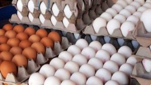 افرایش قیمت تخم‌مرغ به ۸۰۰۰تومان، درب مرغداری
