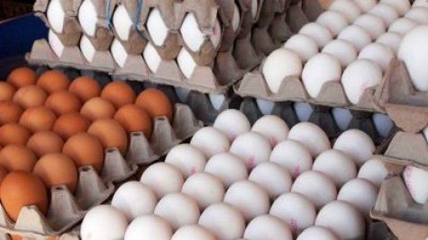 افرایش قیمت تخم‌مرغ به ۸۰۰۰تومان، درب مرغداری