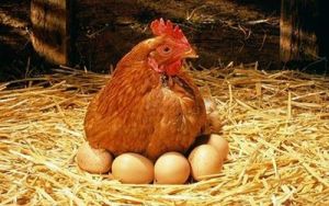 افزایش مجدد قیمت تخم‌مرغ