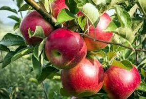 رکود صادرات سیب شکسته شد
